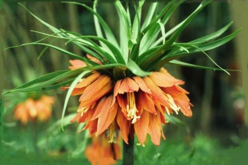 Fritillaria Imperialis